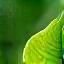 Eco-friendly green leaf product icon